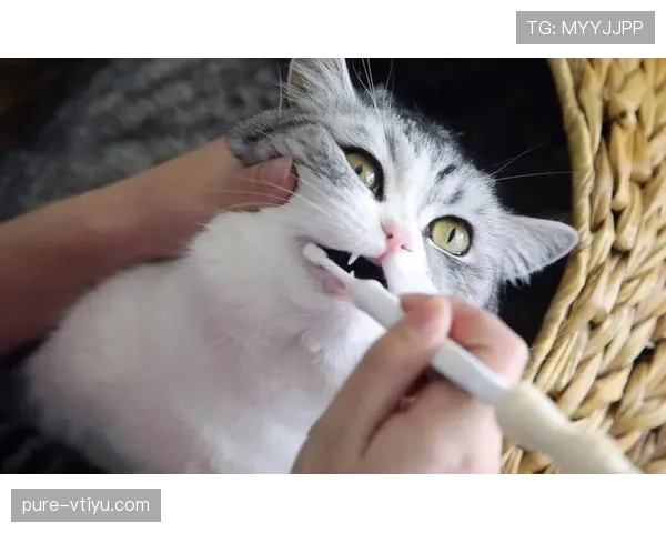 掌敏洁家的猫都比我们活得精致